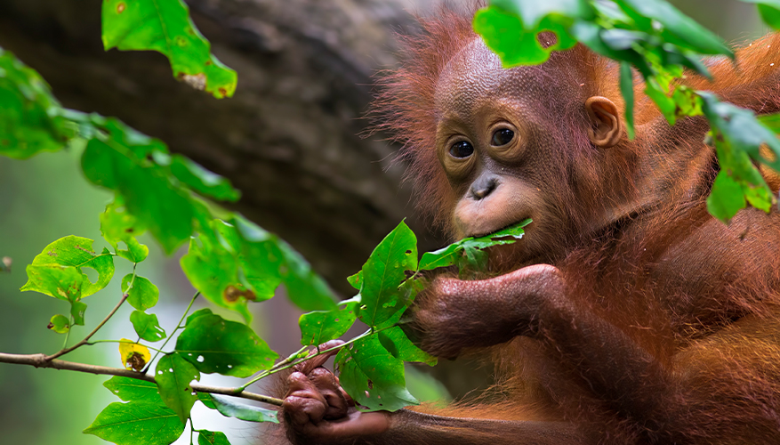 Orangutans, Malaysia